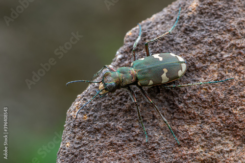 a tiger beetle - Cicindela sylvicola photo