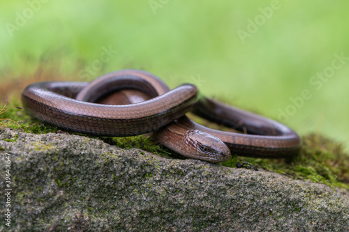 Blindworm -Anguis fragilis- on ground photo