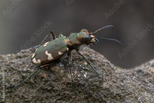 a tiger beetle - Cicindela sylvicola photo