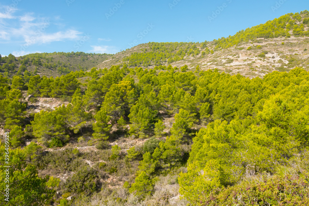Fototapeta premium Serra d'Irta pine trees, Alcossebre, Costa del Azahar, Spain. Beautiful protected natural park, contrasted by sun and clouds. Located between Alcossebre and Peniscola, near the Mediterranean sea.
