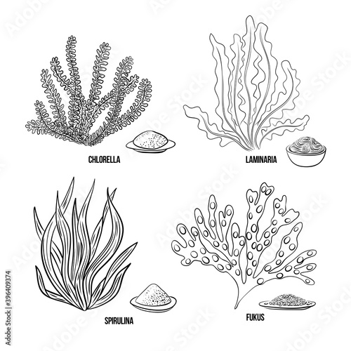 Algae set - chlorella, spirulina, kelp, laminaria, fucus. Green and red edible algae. Black and multi-colored sketch on a white background. Vector hand drawn illustration. Line, ink