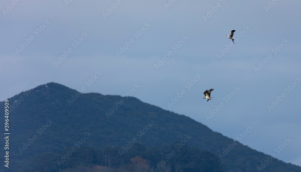 Aguila pescadora - Osprey (Pandion haliaetus), Marismas de Santoña, Victoria y Joyel Natural Park, Colindres, Cantabria, Spain, Europe Aguila pescadora - Osprey (Pandion haliaetus), Marismas de Santoña, Victoria y Joyel Natural Park, Colindres, Cantabria, Spain, Europe