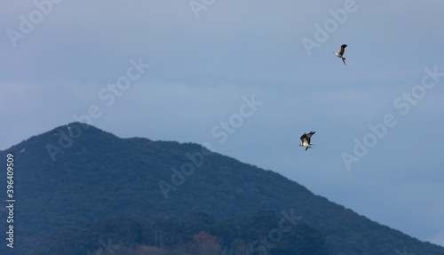 Aguila pescadora - Osprey (Pandion haliaetus), Marismas de Santoña, Victoria y Joyel Natural Park, Colindres, Cantabria, Spain, Europe photo