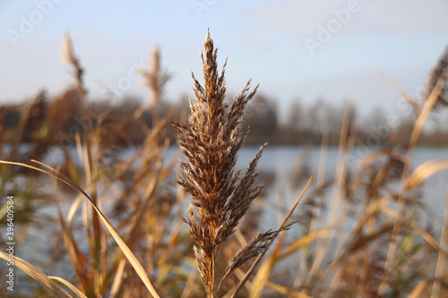 Reed grass is iluminated by the sunlight photo