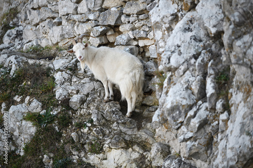 goat climbs limestone rock