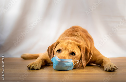 Yellow labrador retriever posing with a mask for covid 19 protection.