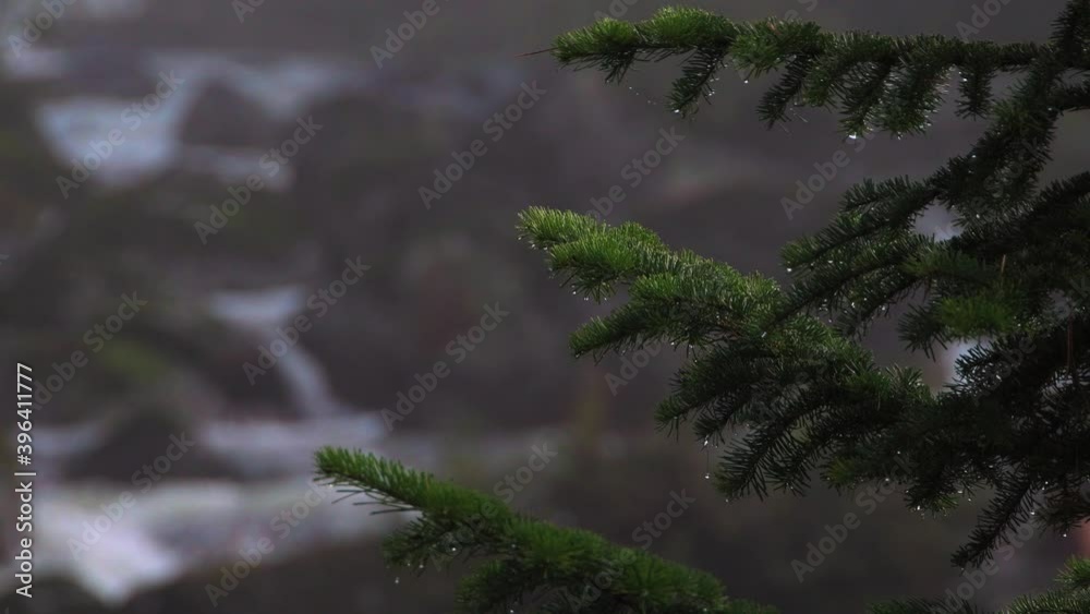 View of single tree with raindrops near water View of single tree with raindrops near water