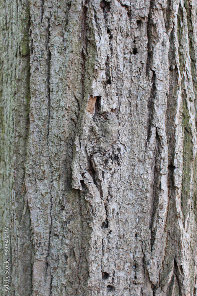 bark of a tree bark of a tree