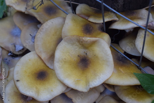 Honey fungus mushrooms (Armillaria mellea)
