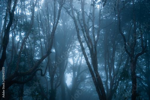 blue misty forest landscape