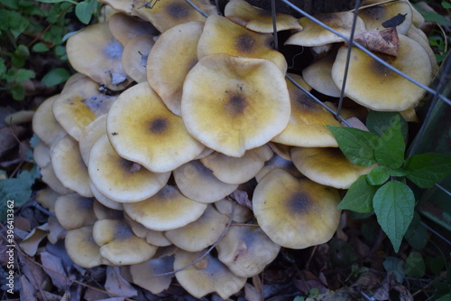 фотографія Honey fungus mushrooms (Armillaria mellea)