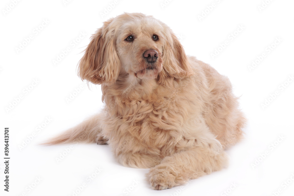 Golden doodle medium dog  lying on white background