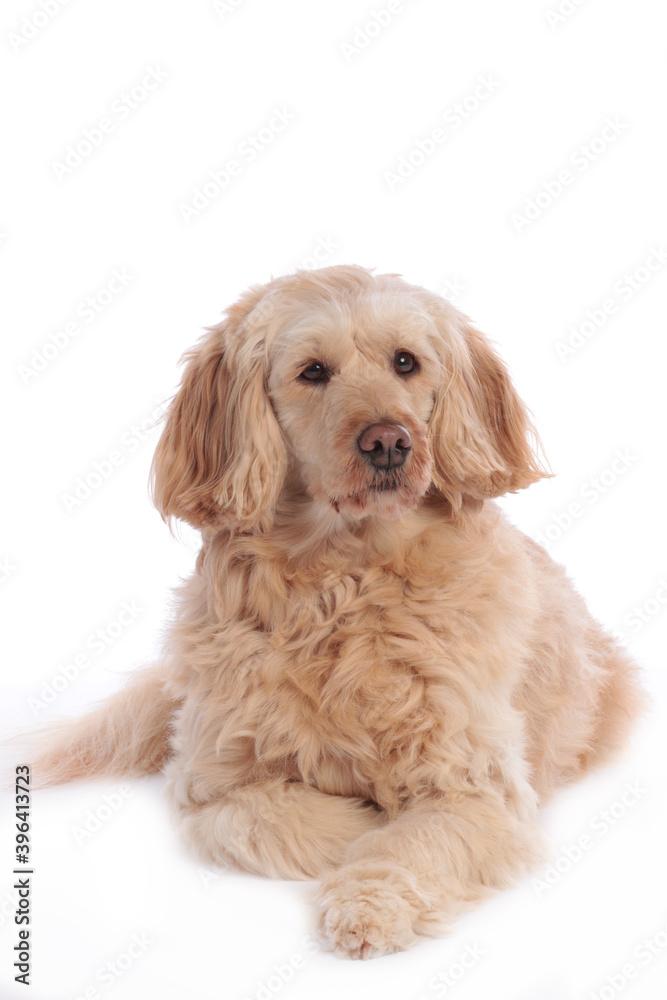 Golden doodle medium dog  lying on white background