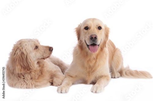 Golden doodle and golden retriever together