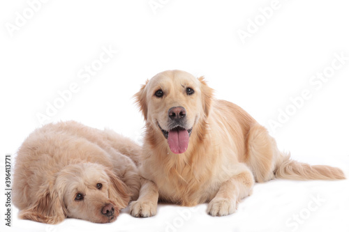 Golden doodle and golden retriever together