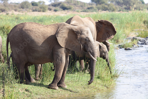 Afrikanischer Elefant am Olifants River   African elephant at Olifants River   Loxodonta africana.