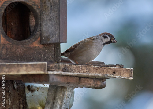 sparrow on a fence