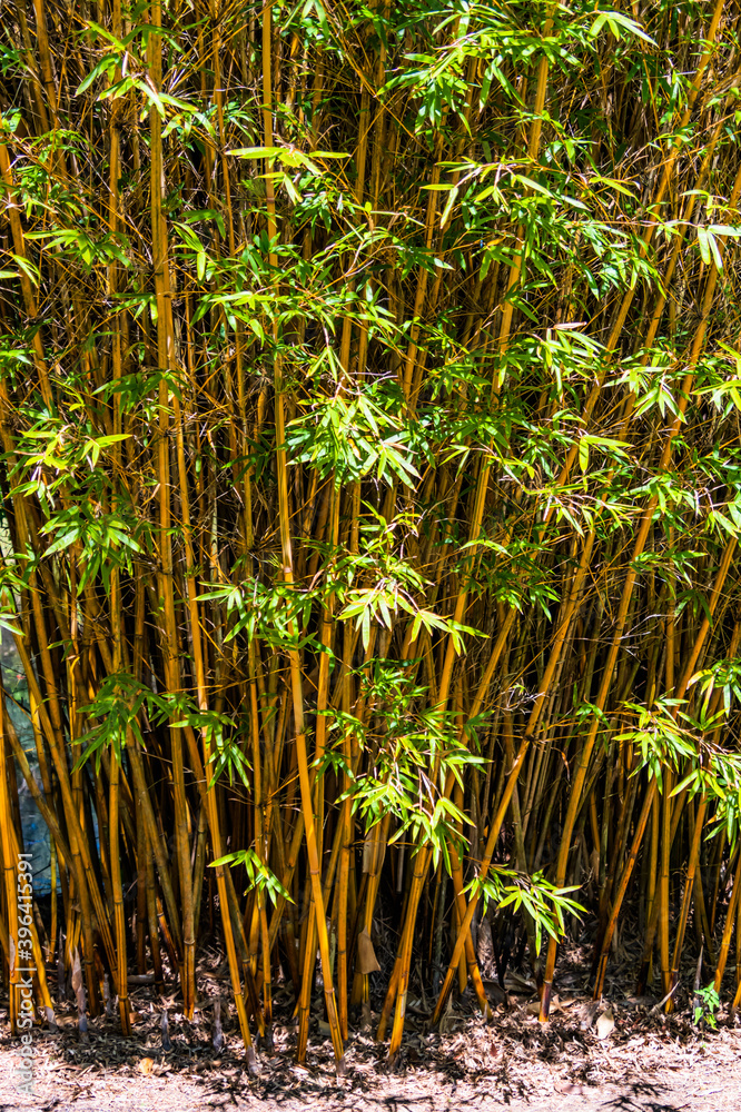 Obraz premium Bamboo crop in the garden