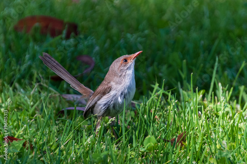 Female Superb Fairywren in the grass photo