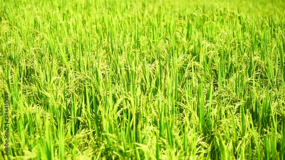 green fields with young rice in the morning. green fields with young rice in the morning.