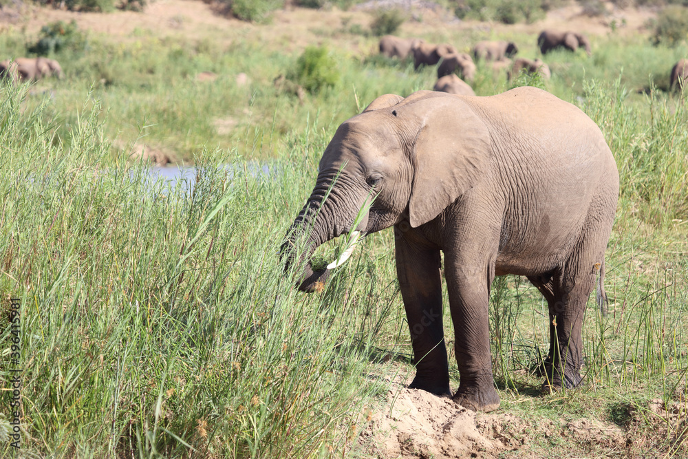 Fototapeta premium Afrikanischer Elefant / African elephant / Loxodonta africana.