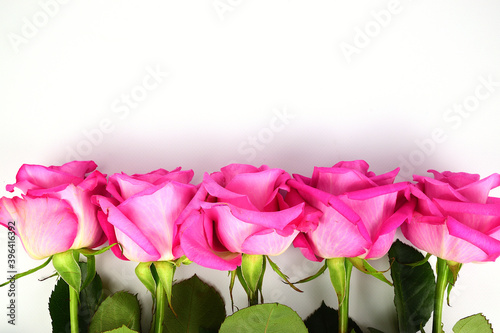 Pink rose buds are lined up in a row at the bottom of the image.