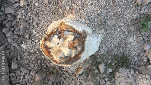 Petrified fossilized forest.Algal stromatolite can be observed upon stumps.Oncolite is sedimentary structures composed of oncoids, which are layered structure formed cyanobacterial growth. Prehistoric photo