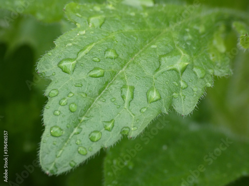 Closeup shot of a fresh green leave covered in morning dew
