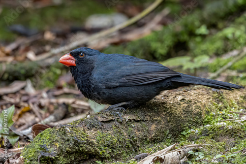 A small bird, with red beak, looking for food on the ground