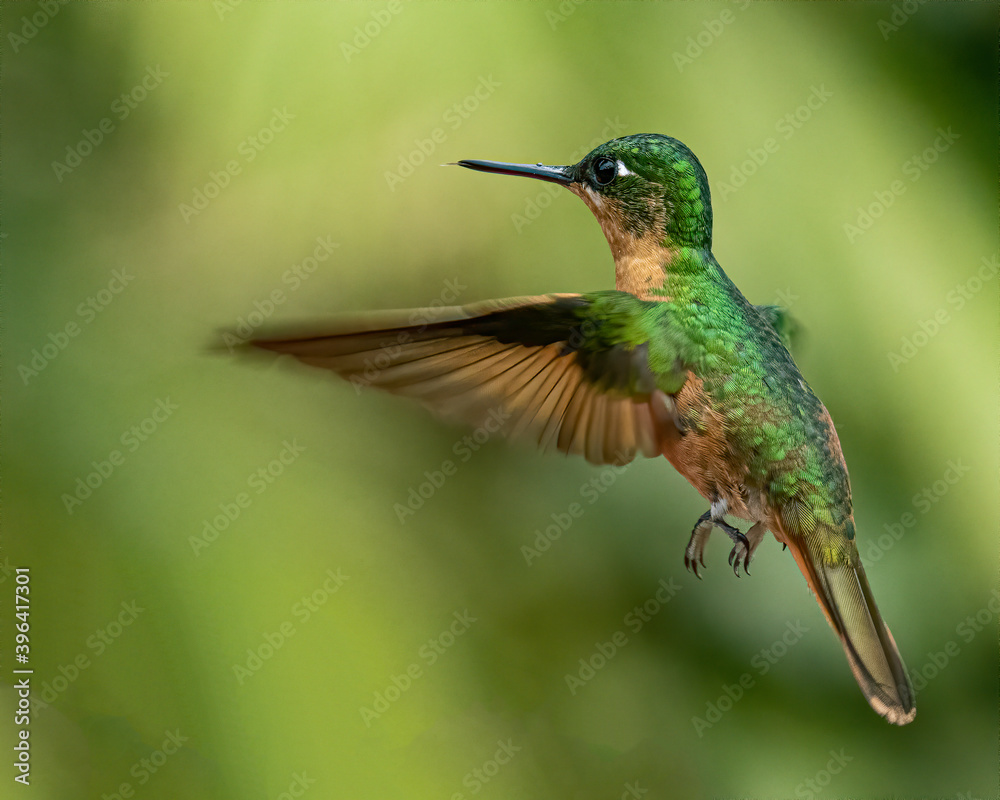 Fototapeta premium A tiny, colorful, hummingbird hovering