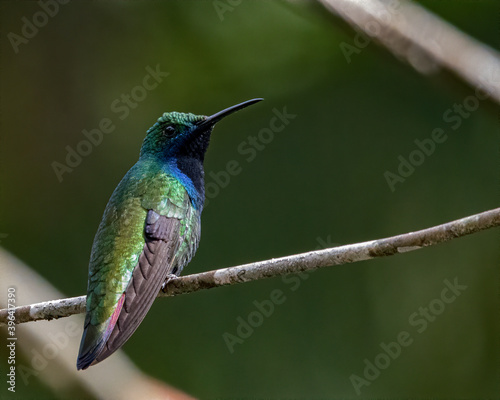 A tiny, colorful, hummingbird perched on a tree branch © Alfonso