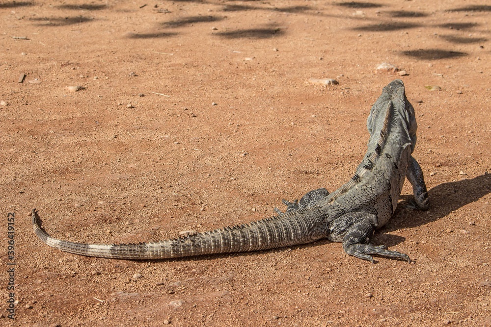 Mexican Iguana resting on the ground