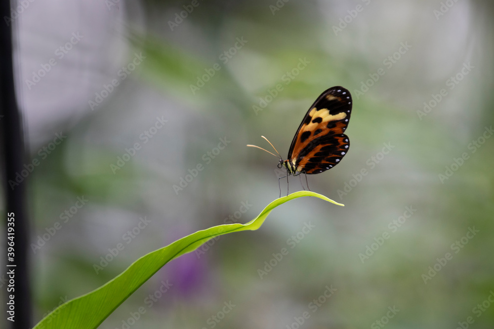 Butterfly on a leaf Butterfly on a leaf