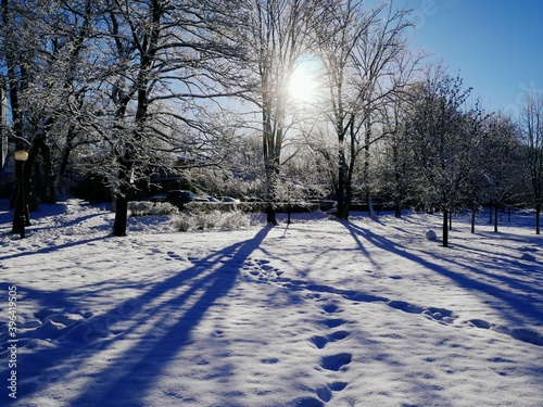 The sun breaks through the snow-covered trees in the winter park