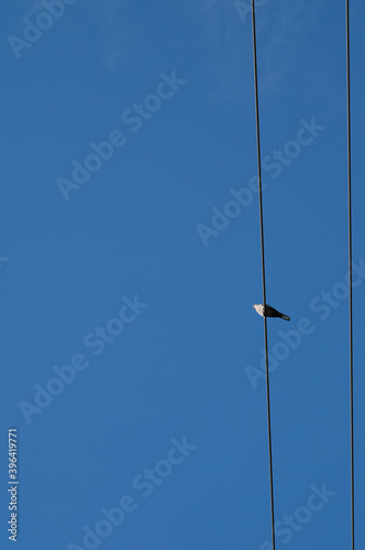 Pidgeon on a high voltage wire.