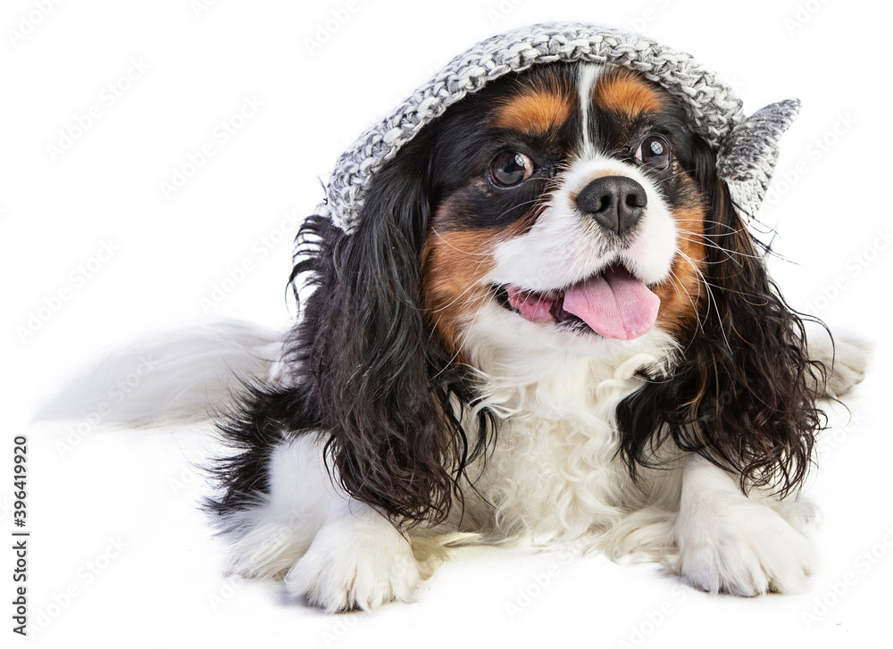 Cavalier king Charles spaniel with hat