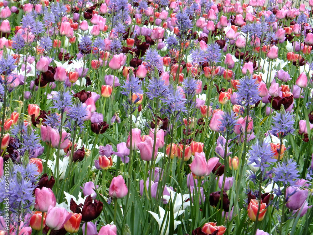 Tudor Schleurholts bloemen Tudor Schleurholts bloemen