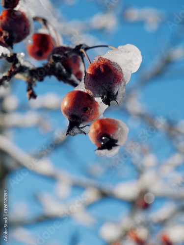 Frozen red fruits of a wild tree against a blue winter sky
