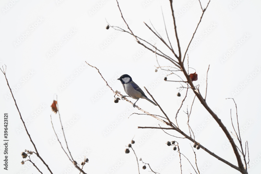 japanese tit on the branch japanese tit on the branch