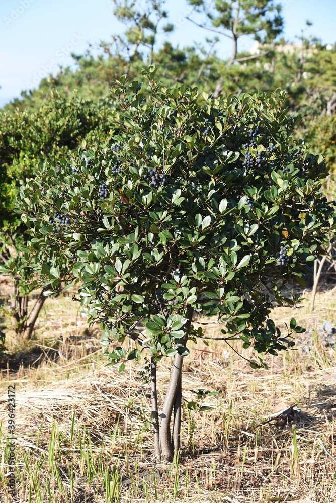 Rhaphiolepis umbellata berries. Rosaceae evergreen shrub.
