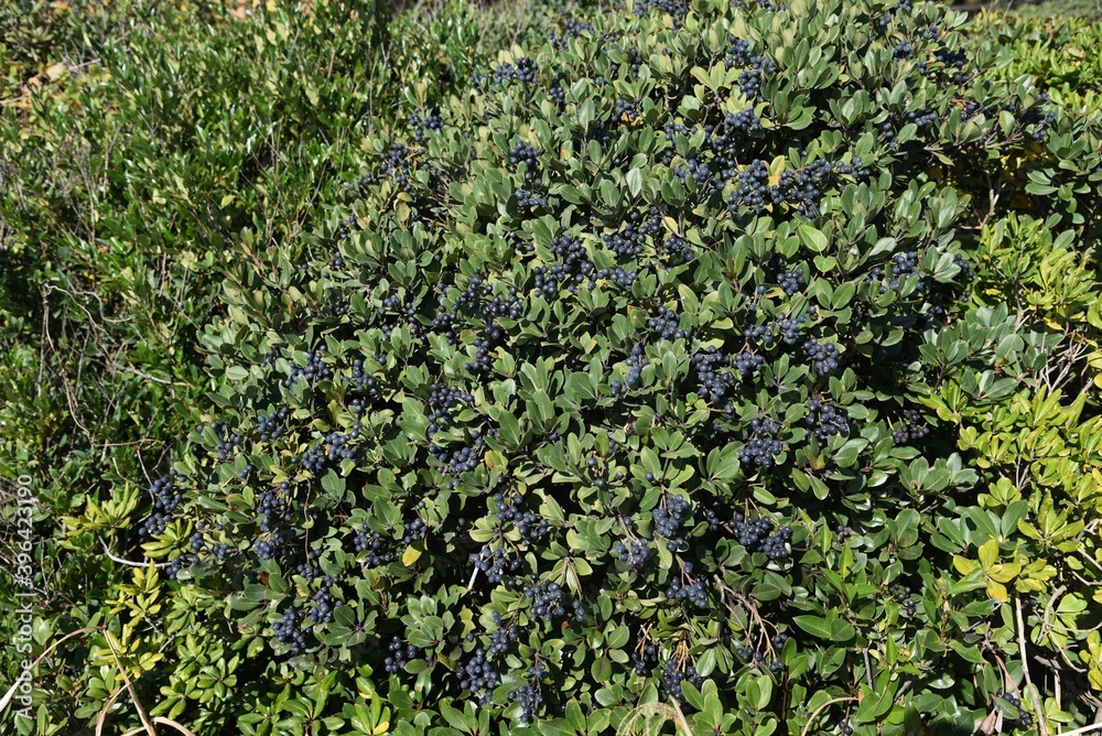 Rhaphiolepis umbellata berries. Rosaceae evergreen shrub.