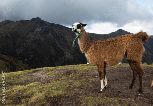 llama in the mountains © Robinson