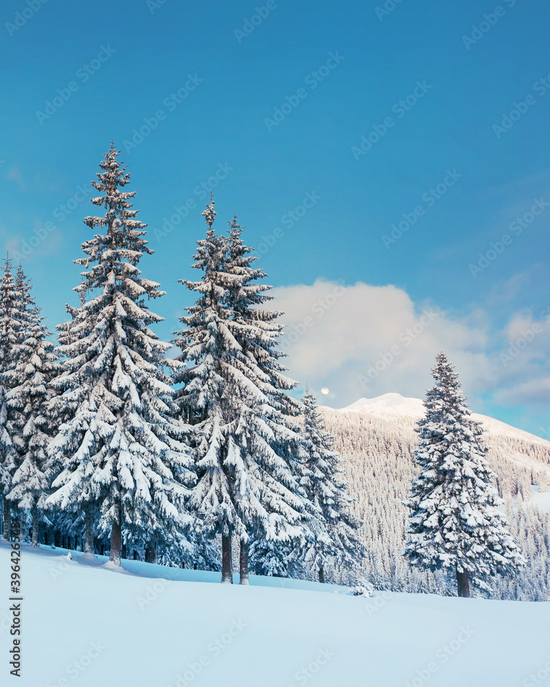 Awesome winter landscape and covered snow trees. Carpathian, Ukraine, Europe.