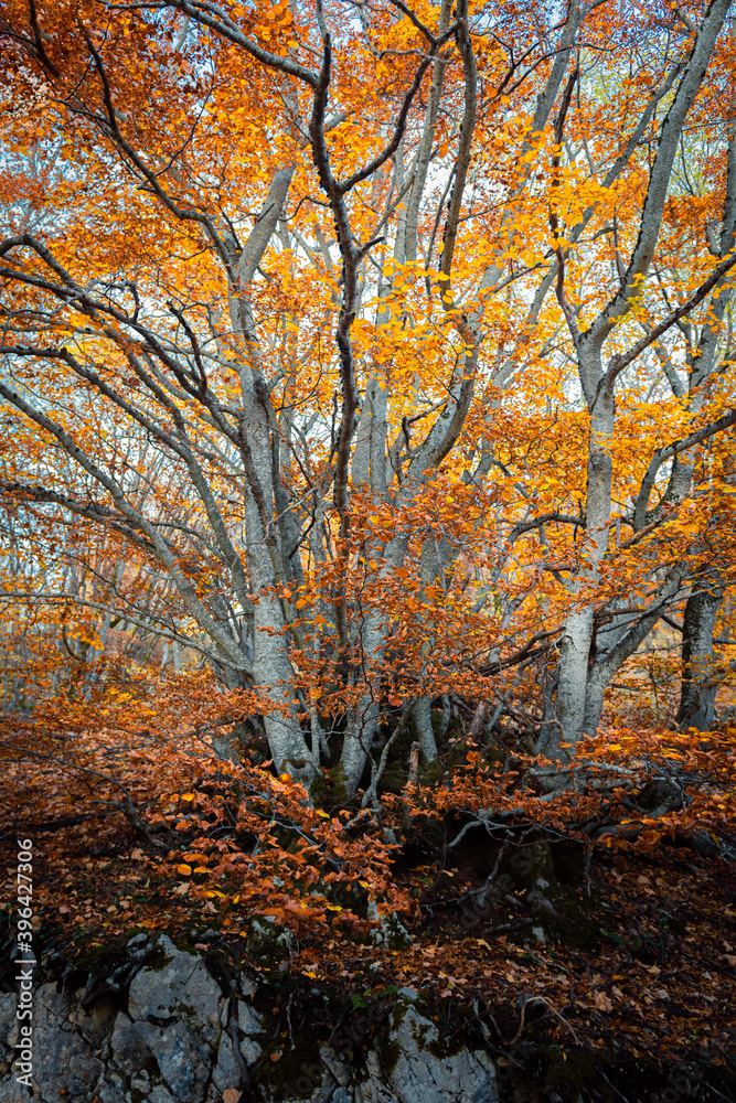 paesaggio boschivo autunnale, con foliage paesaggio boschivo autunnale, con foliage