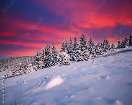 Scenic image of spruces tree in frosty evening. Location place Carpathian mountains, Ukraine.