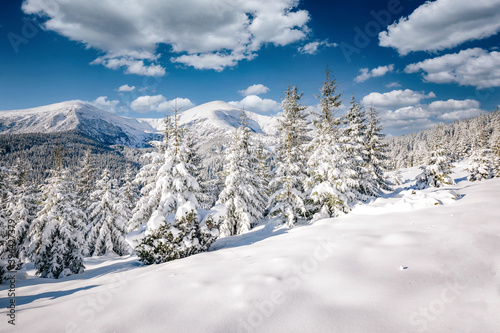 Exotic winter spruces in snow on a frosty day. Location place Carpathian mountains, Ukraine, Europe.