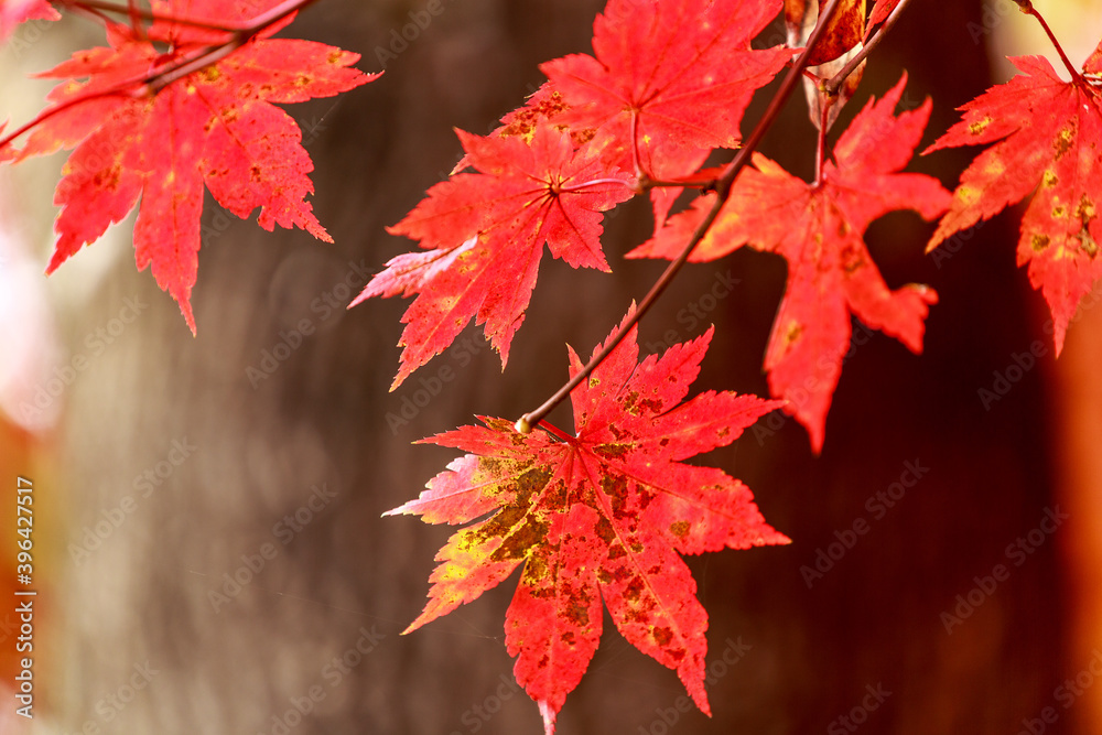 Background from bright autumn leaves of a maple Background from bright autumn leaves of a maple