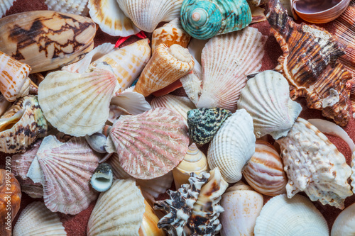 Collection of sea shells
