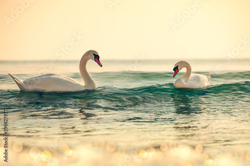 White swans in the sea,sunrise shot © ValentinValkov