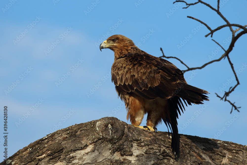 Wahlbergsadler / Wahlberg's Eagle / Aquila wahlbergi Wahlbergsadler / Wahlberg's Eagle / Aquila wahlbergi